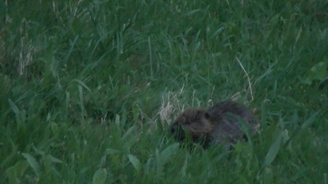 Der kleine freche Biber! /11.08.2021/Маленький нахальный бобер! смотреть онлайн