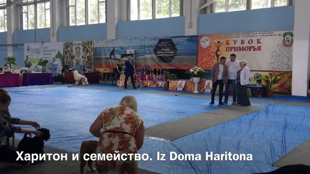 Выставка собак 30 июня, Владивосток. Королевский бал смотреть онлайн