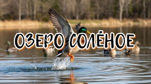 Озеро Солёное - утки наслаждаются весной, а домашний питомец хочет играть