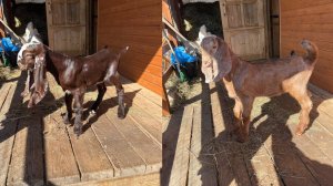 Продажа козлят камори-нубийские) Ярославская область, Переславский район