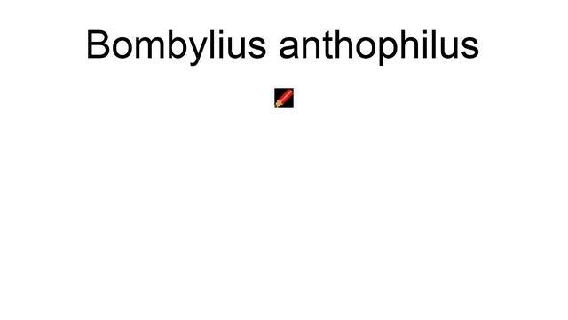 Bombylius Anthophilus смотреть онлайн