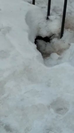 Крысы гуляют как по Арбату