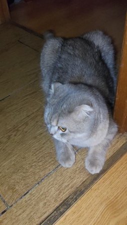 Микис