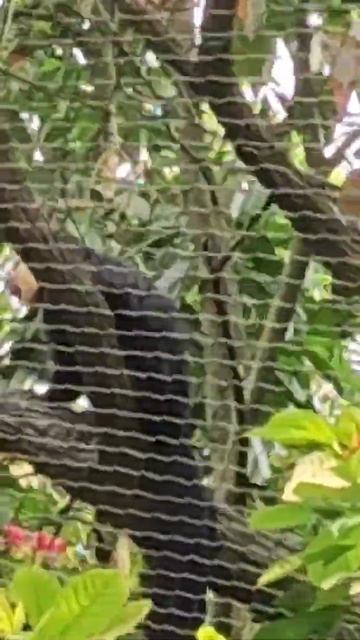 新加坡河川生態園 白面僧面猴