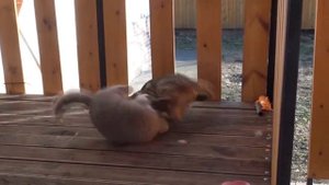 ЖЕСТОКИЕ ДРАКИ КОТОВ/VIOLENT CAT FIGHTS