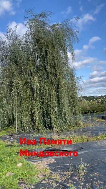 Удивила красотой ива Памяти Миндовского. Это плакучая ива с зоной зимостойкости 3.