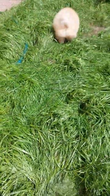Мальчики померанцы  оранж соболь и светлый оранж