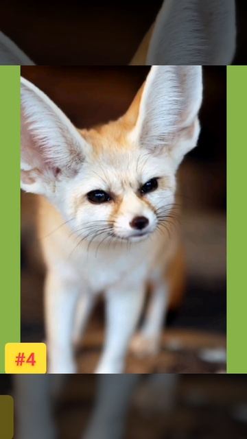 5 Интересных фактов о лисах! #shorts #лисы #интересныефакты #природа #животные #факты смотреть онлайн