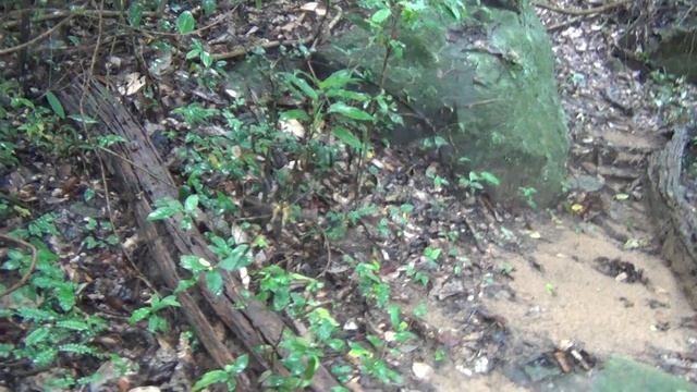 SE Thailand Mountain Climbing and saw a killer big spider смотреть онлайн