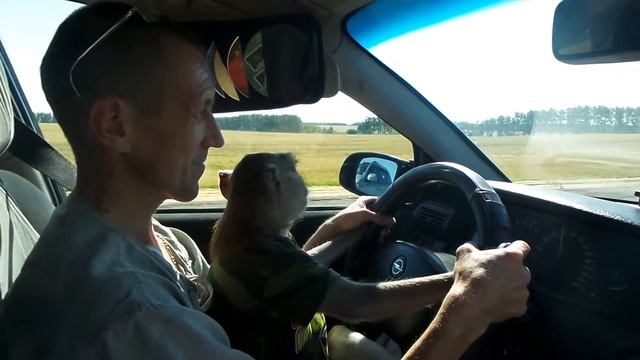 Дорога к морю....( макак Семён) смотреть онлайн