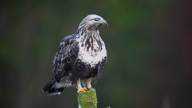 BIRD PHOTOGRAPHY from blind // Photographing BIRDS OF PREY - buzzard, goshawk