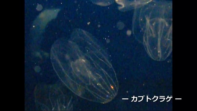 しものせき水族館 -海響館- のクラゲたち