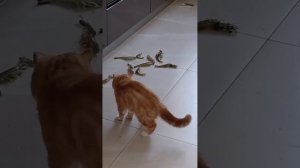 подборка видео с котиками