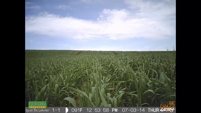 Wheat Timelapse смотреть онлайн
