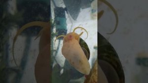 Гуппи родила мальков, улитки чистят аквариум