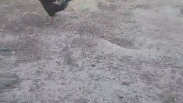 Я и петух Федя-драчун. смотреть онлайн