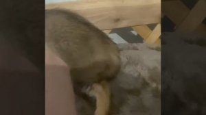 Чаузи девочки дикого окраса