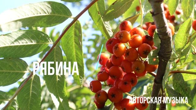 Авторская музыка: Рябина.