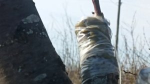моя первая прививка абрикоса , прививка абрикоса