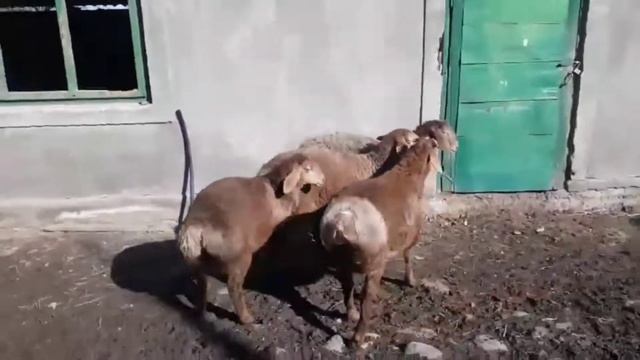 1 кошкар 3 ургашы козылар Арашан порода ☎️ 0778455405 Кыргызстан