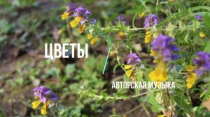 Авторская музыка: Цветы.