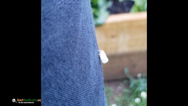 A meandering Flatid Planthopper смотреть онлайн