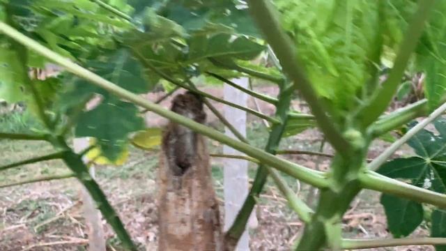 PAPAYA (branching "experiment") смотреть онлайн