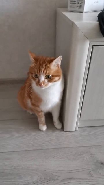 Кот рыжее солнышко