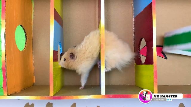 🐹 Hamster escapes the Cupid maze in real life смотреть онлайн