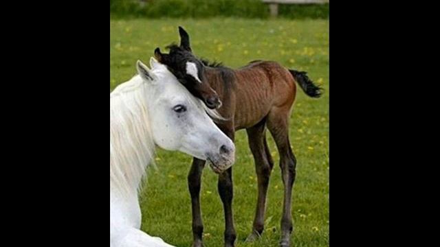 WHO LOVES HORSES AND RESPECT DONKEYS 0001 смотреть онлайн