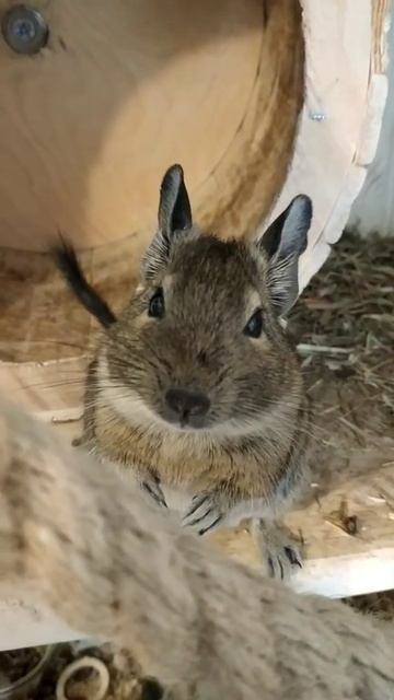 Дегу. Лаки смотреть онлайн