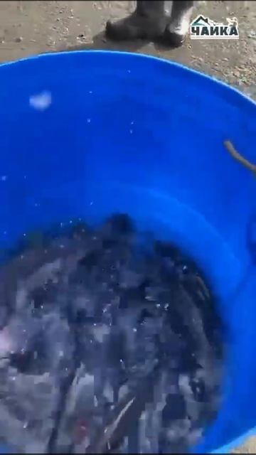 10 апреля поступление новой партии Карельской форели.РК «Чайка».Успейте за своим уловом. смотреть онлайн