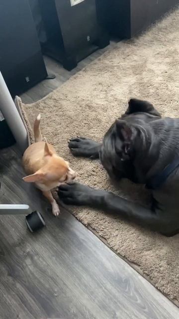 Лилу и Талисман 🥰 смотреть онлайн