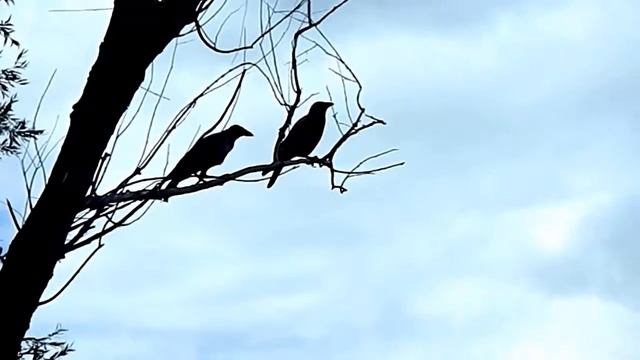 летом птицы вороны на дереве над водой Summer birds ravens on a tree above the water смотреть онлайн