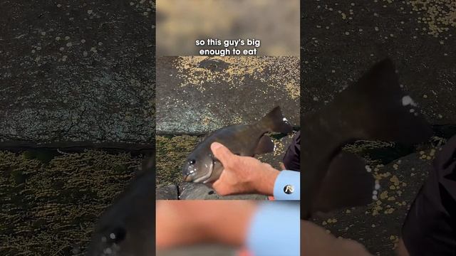 Rock Fishing with a FLOAT - catch delicious eating fish + have FUN! смотреть онлайн