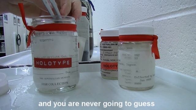 Zebra Seahorse, Hippocampus zebra смотреть онлайн