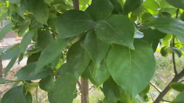 Цветет хурма чем обработать ? Чтобы не осыпалась завязь ! смотреть онлайн