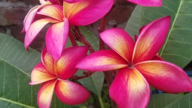 jeannie Moragne plumeria смотреть онлайн