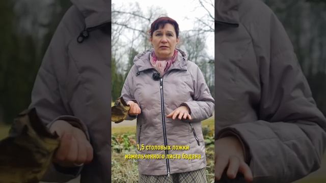 Не выбрасывайте такие листья! Они лечат простуду и воспаления! Польза старых листьев бадана