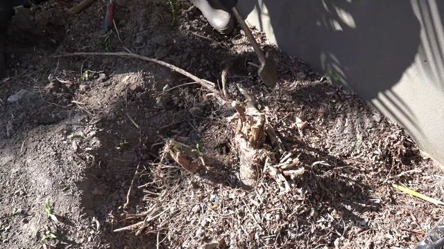 Tree Stump Removal a with Demolition Hammer + SDS MAX Clay Spade | Full Boar 1500W 32J REVIEW