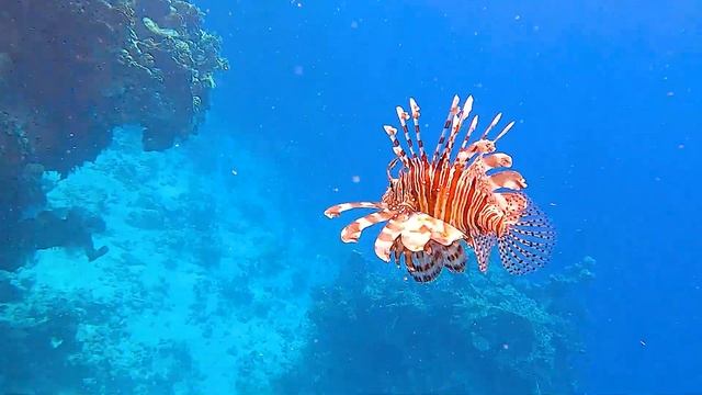 Крылатка смотреть онлайн