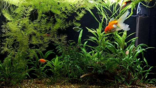 Relax home aquarium (4k video) / релакс видео домашний аквариум смотреть онлайн