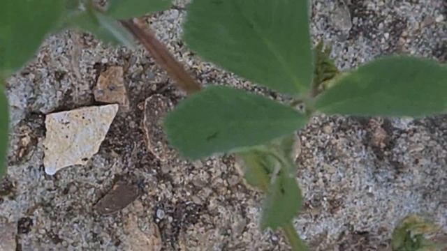 אספסת קטועה Medicago truncatula смотреть онлайн