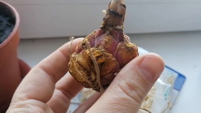 Лилия ОТ-гибрид 'Притти Вумэн' (Pretty Woman) из московского Ашана 28 фестиваля 2024 года. смотреть онлайн