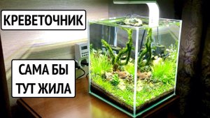 Аквариум для креветок Красный Кристалл. Аквариумные растения. Стрижка мха