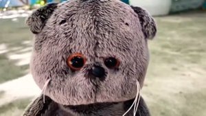 Поиски сокровищ басиков. Клад. Весёлые истории басиков. //Basikitten & Co