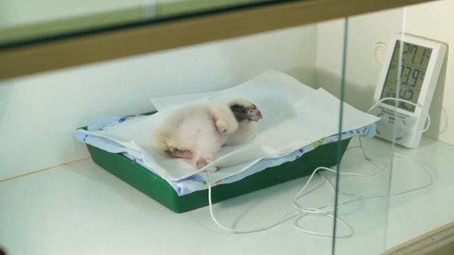 В БОЛГАРИИ ПОЯВИЛСЯ НА СВЕТ ПТЕНЕЦ РЕДКОГО ВИДА смотреть онлайн