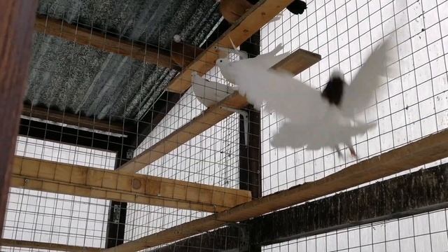 Гонять больше нечего. смотреть онлайн