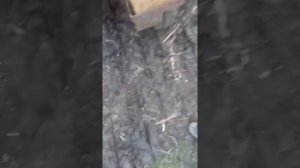 Настройка сеялки сз 3.6 под сладкий горох .часть 2