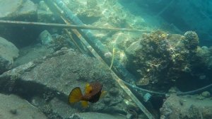 Кузовок - кубик, или рыба коробка